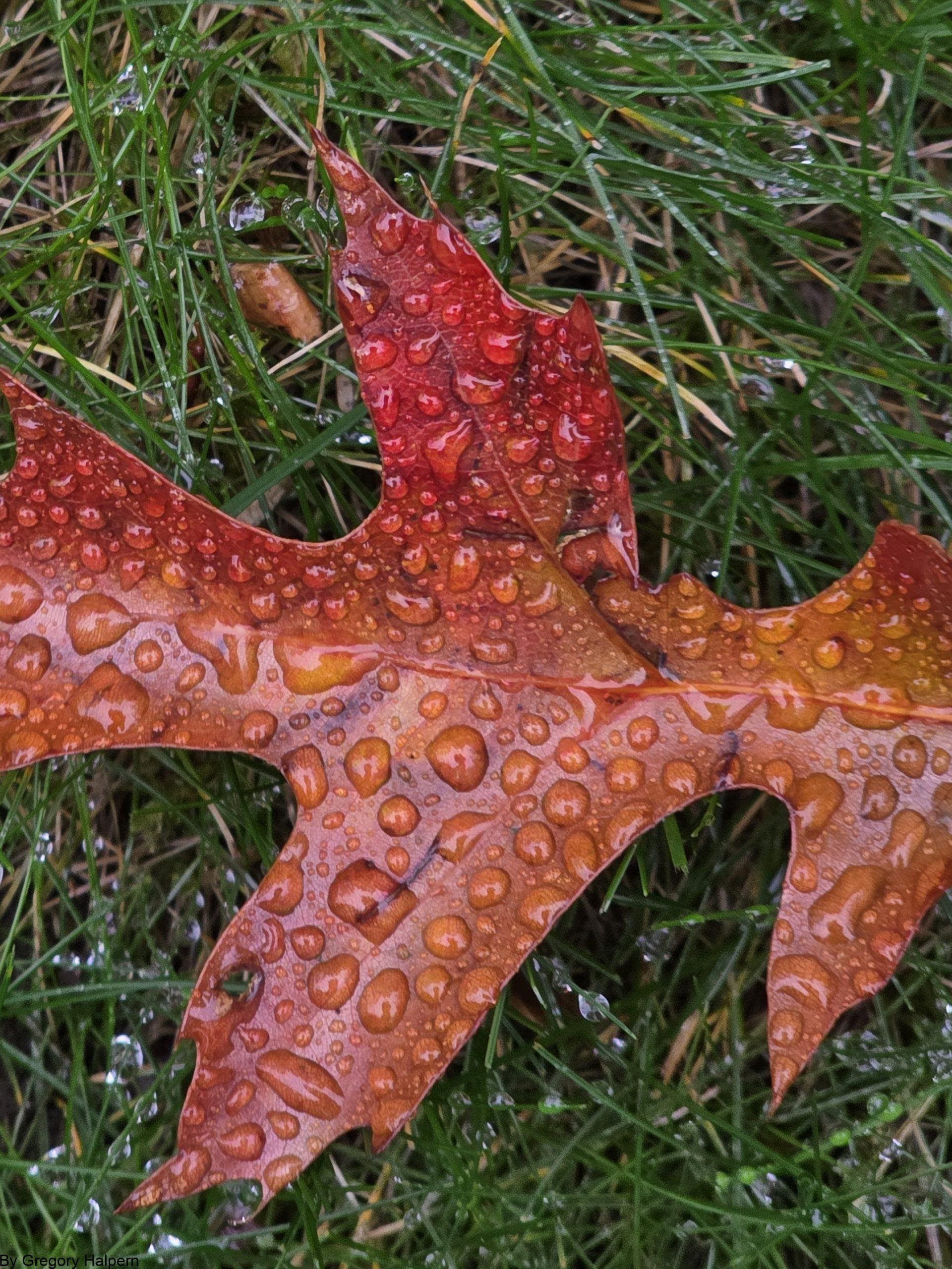 Single Bronze Oak Leaf – free digital download of nature photo by Gregory Halpern. Bronze oak leaf centered on grass with dew drops in morning light, symbolizing centering and renewal
