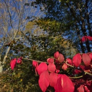 Blue Sky evergreen tree with pink leaves from a burning bush.