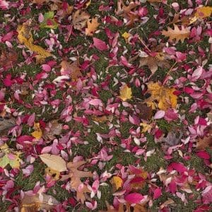 Potpourri of Pink Leaves – free digital download of nature photo by Gregory Halpern. Pink leaves scattered across green grass, symbolizing movement, change, and seasonal beauty.