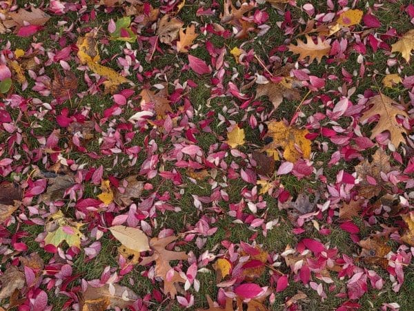 Potpourri of Pink Leaves – free digital download of nature photo by Gregory Halpern. Pink leaves scattered across green grass, symbolizing movement, change, and seasonal beauty.