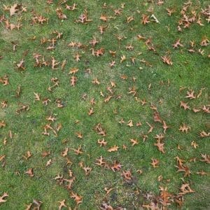 Uniform Oak Leaves – free digital download of nature photo by Gregory Halpern. Oak leaves arranged in patterned spread across green grass, symbolizing harmony, balance, and order in nature.