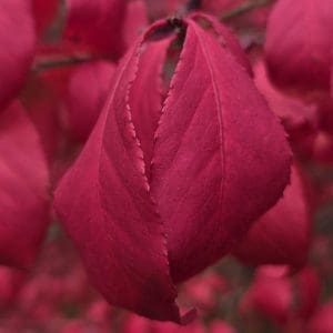 Fuchsia Dance – free digital download of nature photo by Gregory Halpern. Drooping pink teardrop leaves surrounded by curling foliage, symbolizing grace, rhythm, and seasonal beauty.