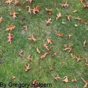 Green grass photo of nature oak leaf | Free Download by Gregory Halpern