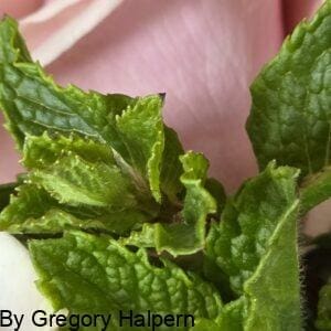 Side view of a pink rose partially covered by textured mint sprigs in the foreground.