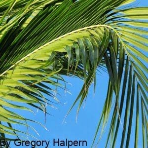Curving droop of palm fronds forming a fountain-like shape, creating a tunnel of green leaves with blue sky.