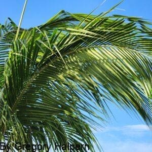 Palm tree top with drooping fronds, framed against a clear blue sky.