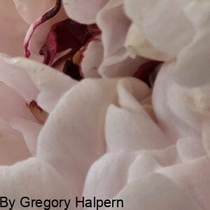 Close-up of peony petals with bubbly, popcorn-like texture and two ruby red accents.