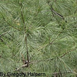 Close-up of long green pine needles filling the frame, with occasional dark brown branch ends.