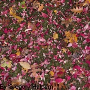Burning bush, cherry, oak, and maple leaves scattered across a lawn, forming a colorful blanket.