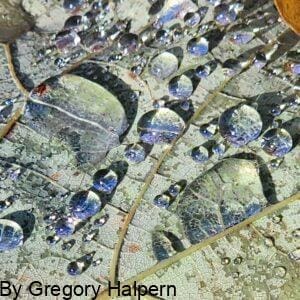 Magnified rain droplets of irregular size resting on a green leaf spine, with a hint of brown oak leaf.