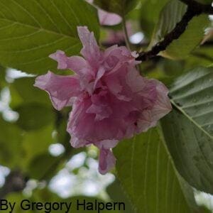 Rose of Sharon blossom hanging downward from a fan of green leaves, viewed from below with blurred background.