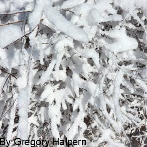 Thin, tangled winter bush branches covered in fresh snow, reaching outward under bright sunlight.