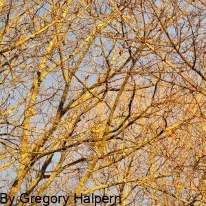 Dense winter branches lit by sunrise, forming a tangled network against a pale blue sky.