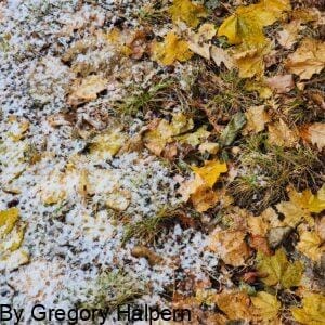 Autumn leaves of maple and oak partially covered by a light wash of snow, resembling a coastal tide.