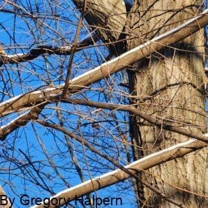 Sunrise on maple tree with snow-striped branches and visible trunk against deep blue sky.
