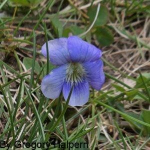 Violet flower with purple-blue petals nestled among green and aging grass blades.