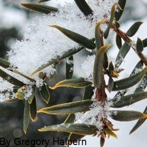 Close‑up of Yucca needles with fluffy snowflakes resting lightly on evergreen fronds.