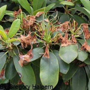 Nest of dried rhododendron petals resting on drooping green leaves, with light above and shadow below.