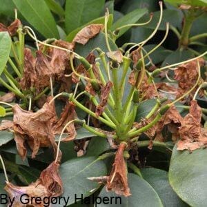 Brown curled rhododendron flowers resting on a bed of varied green leaves, symbolizing life, death, and rebirth.